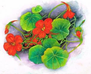 Nasturtiums | Obraz na stenu