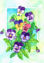 Perky Pansies | Obraz na stenu