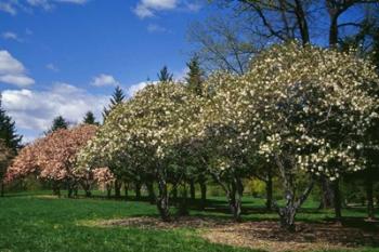 Row of Magnolia Trees Blooming in Spring, New York | Obraz na stenu