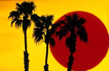 1990S 3 Silhouetted Palm Trees | Obraz na stenu