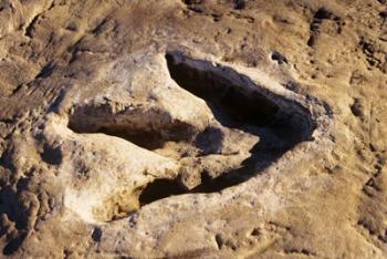 1990S Dinosaur Track Glen Rose Tx | Obraz na stenu