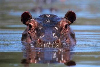 Hippopotamus Amphibius Peering Out From Water | Obraz na stenu