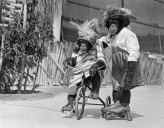 1930s Chimpanzees Wearing Hats? | Obraz na stenu