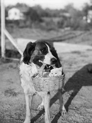 1930s Dog Holding Cat | Obraz na stenu