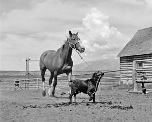 1950s 1960s Black Dog Leading Horse By Holding Rope | Obraz na stenu