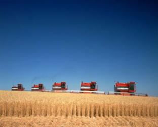 1970s Five Massey Ferguson Combines Harvesting Wheat Nebraska Usa | Obraz na stenu