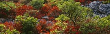 Trees in the forest, West Virginia | Obraz na stenu