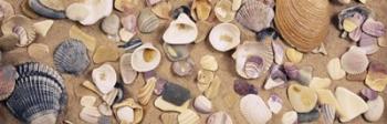 High angle view of seashells | Obraz na stenu