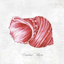 Red Seashell | Obraz na stenu