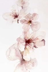 Watercolor Blossoms III | Obraz na stenu