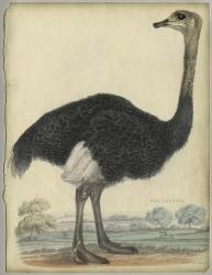 The Ostrich | Obraz na stenu