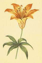 Wild Orange Lily | Obraz na stenu