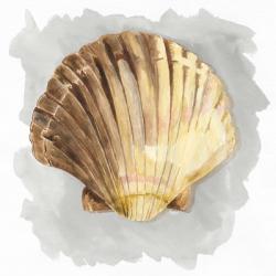 Shells on Grey V | Obraz na stenu
