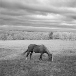 Lone Horse | Obraz na stenu