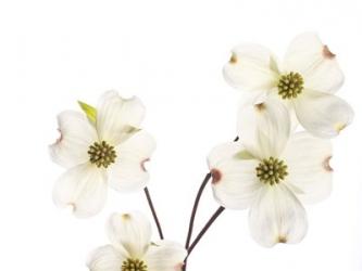 Dogwood Garland | Obraz na stenu