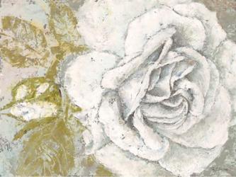 White Rose Blossom | Obraz na stenu