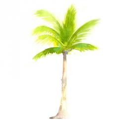 Tropical Icons Palm Tree | Obraz na stenu