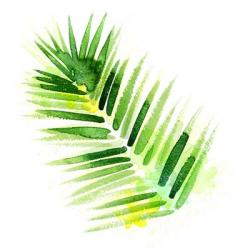 Tropical Icons Palm Frond | Obraz na stenu