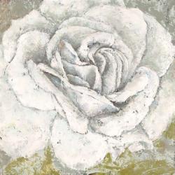 White Rose Blossom Square | Obraz na stenu