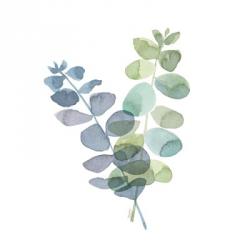 Natural Inspiration Blue Eucalyptus on White I | Obraz na stenu