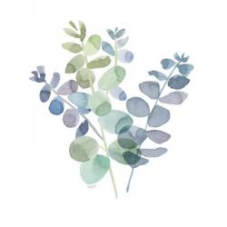 Natural Inspiration Blue Eucalyptus on White II | Obraz na stenu