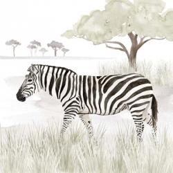 Serengeti Zebra Square | Obraz na stenu