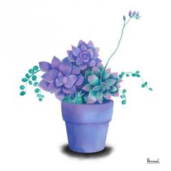 Turquoise Succulents II | Obraz na stenu