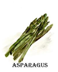 Veggie Sketch I-Asparagus | Obraz na stenu