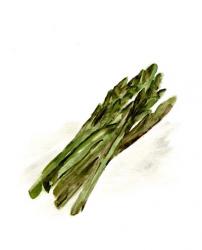 Veggie Sketch plain I-Asparagus | Obraz na stenu