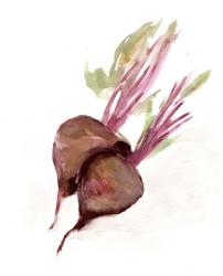 Veggie Sketch plain IV-Brown Beets | Obraz na stenu