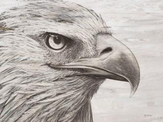 Eagle landscape | Obraz na stenu