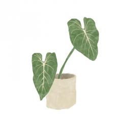 Philodendron Gloriosum I | Obraz na stenu