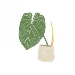 Philodendron Gloriosum V | Obraz na stenu