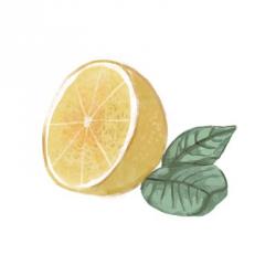 Citrus Limon IV | Obraz na stenu