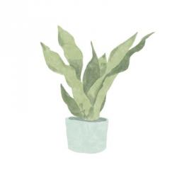 Snake Plant II | Obraz na stenu