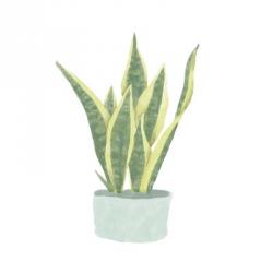 Snake Plant III | Obraz na stenu