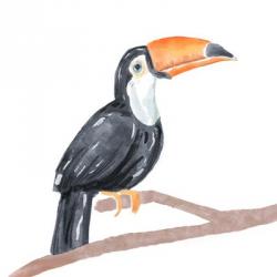 Tropical Toucan I | Obraz na stenu