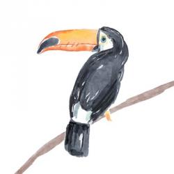 Tropical Toucan II | Obraz na stenu