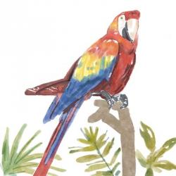 Tropical Parrot | Obraz na stenu