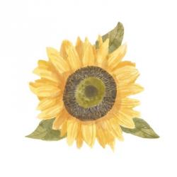 Single Sunflower I | Obraz na stenu