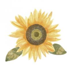 Single Sunflower II | Obraz na stenu