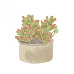 Simple Succulent I | Obraz na stenu