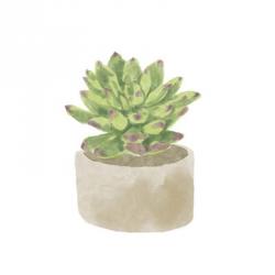 Simple Succulent III | Obraz na stenu