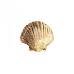 Oceanum Shells White V-Scallop | Obraz na stenu