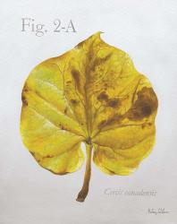 Autumn Leaves on Gray IV-Redbud | Obraz na stenu