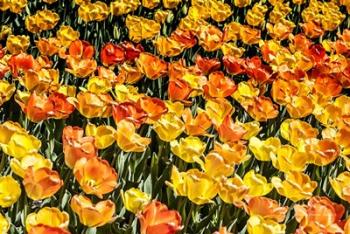 Tulip Wave | Obraz na stenu