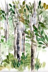 Birch Forest II | Obraz na stenu