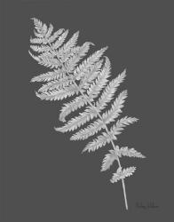 Neutral Fern on grey I | Obraz na stenu