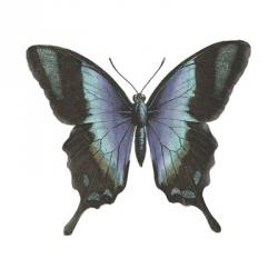 Butterfly Botanical I | Obraz na stenu