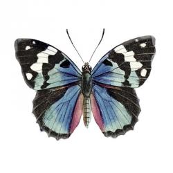 Butterfly Botanical II | Obraz na stenu